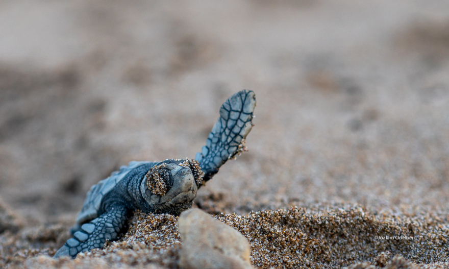 Ζάκυνθος: Χρονιά ρεκόρ το 2018 σε φωλιές θαλάσσιας χελώνας Caretta caretta