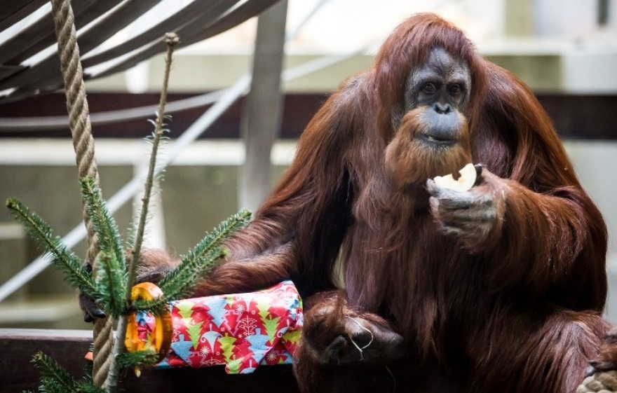 Από το Ιράκ μέχρι τη Λετονία: Δείτε πώς γιόρτασαν τα Χριστούγεννα σε όλο τον κόσμο