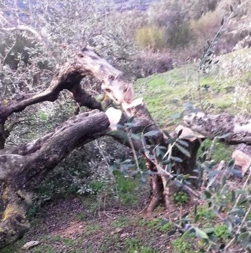Σε απόγνωση αγρότης στην Κρήτη: Του έκοψαν 100 ρίζες ελιές ηλικίας άνω των 35 ετών