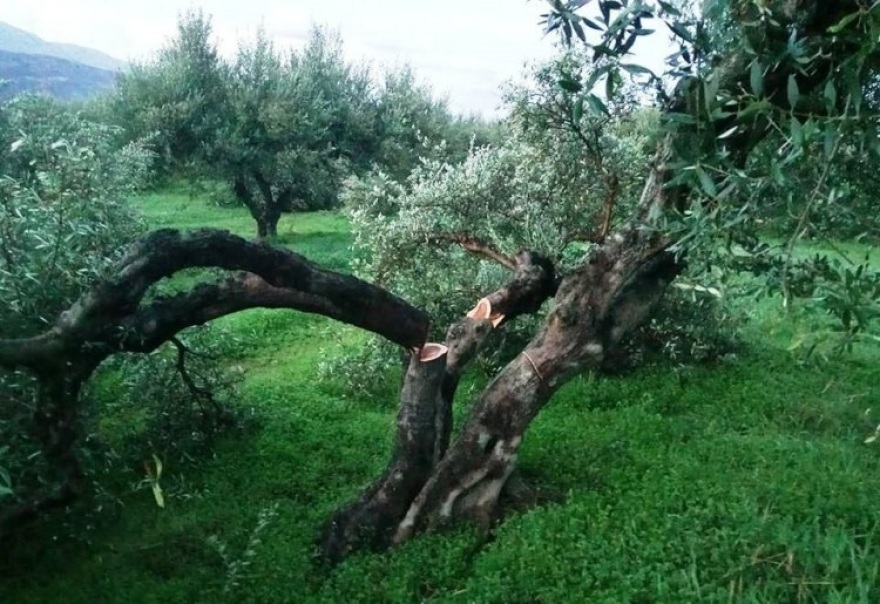 Σε απόγνωση αγρότης στην Κρήτη: Του έκοψαν 100 ρίζες ελιές ηλικίας άνω των 35 ετών