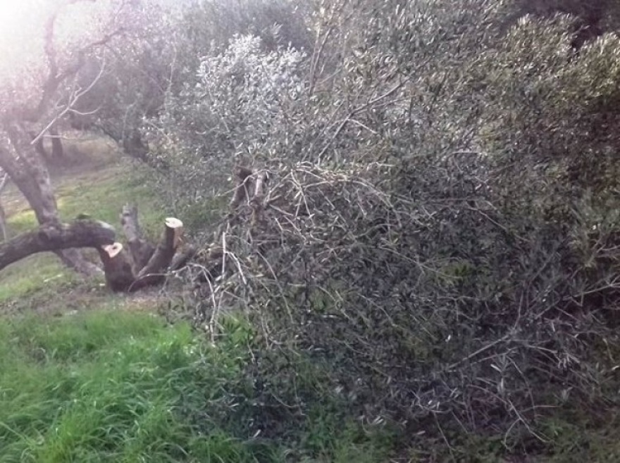 Σε απόγνωση αγρότης στην Κρήτη: Του έκοψαν 100 ρίζες ελιές ηλικίας άνω των 35 ετών