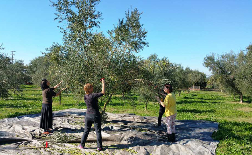 Το οικογενειακό λάδι από την Αιτωλία!