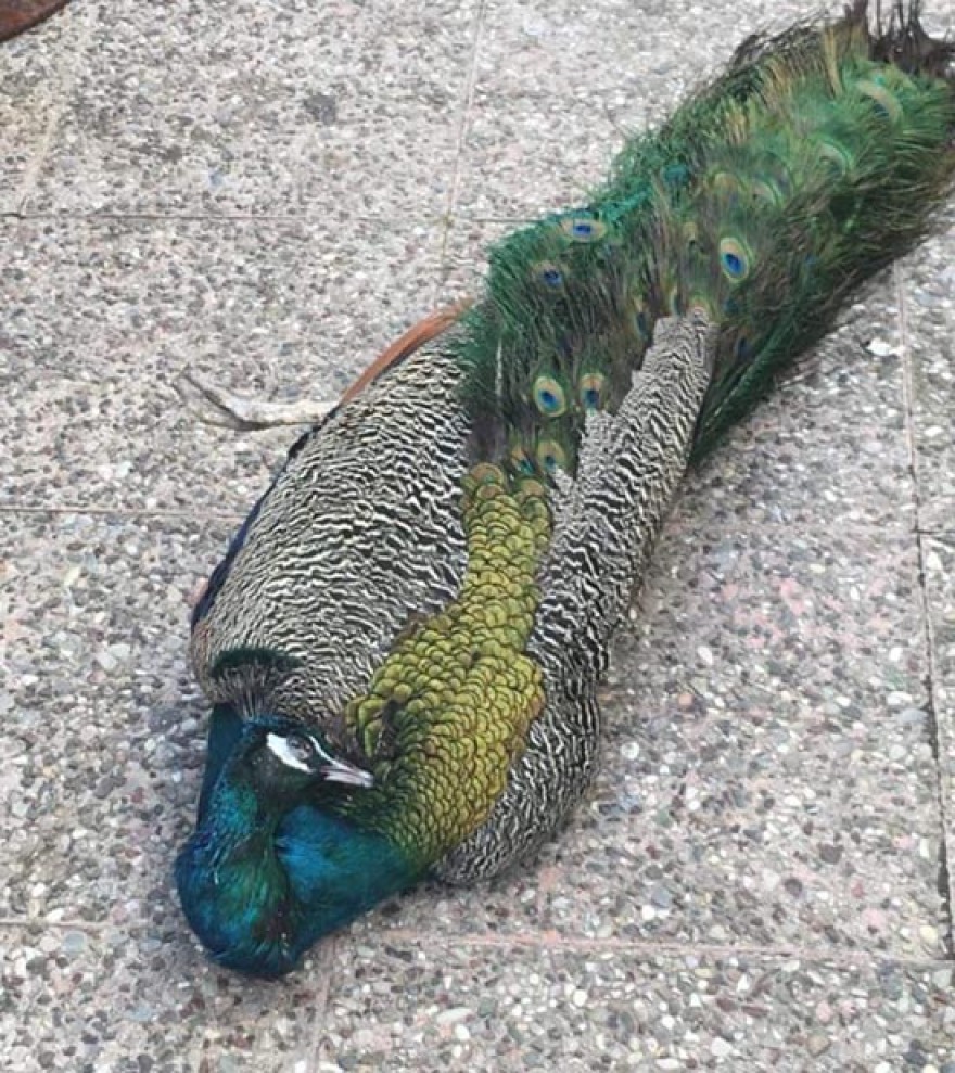 Αδιανόητο... Δηλητηρίασαν το παγώνι της Αμφιλοχίας