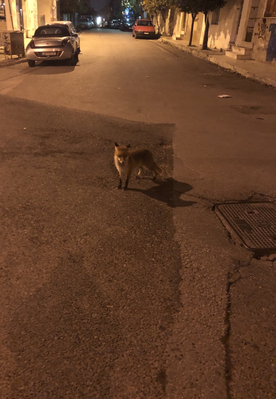 Αλεπουδίτσα «σουλατσάρει» στο Βύρωνα - Φωτογραφίες