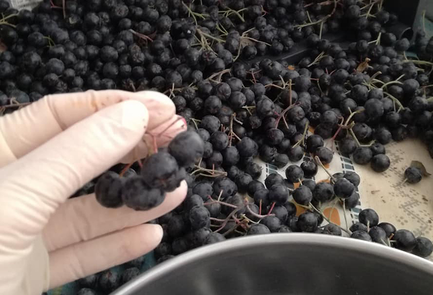 Αρώνια η μελανόκαρπη!