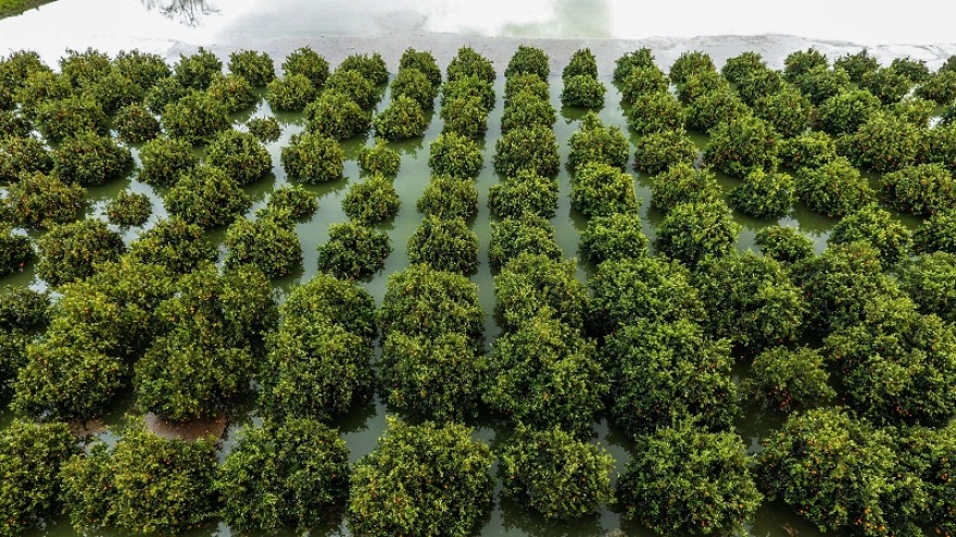 Πλημμύρισε ο Αλφειός – Καταστράφηκαν καλλιέργειες