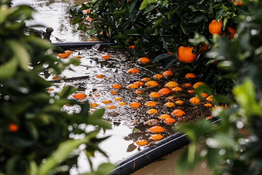 Πλημμύρισε ο Αλφειός – Καταστράφηκαν καλλιέργειες