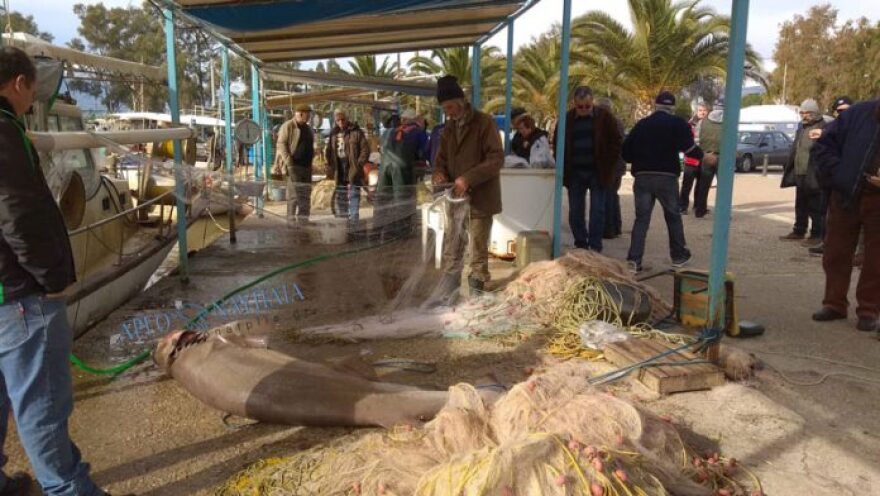 Νέα Κίος: Ψαράδες έπιασαν σκυλόψαρο 150 κιλών!