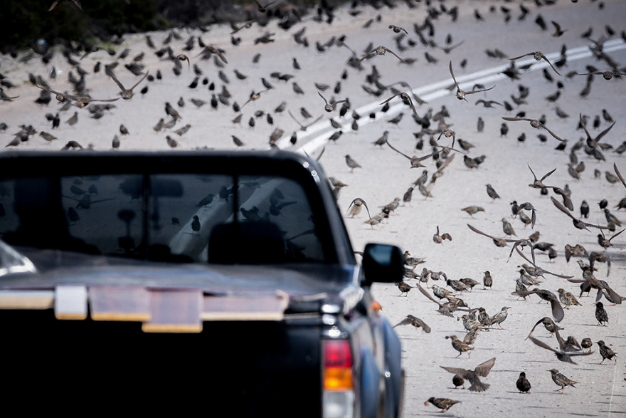 «Τα πουλιά»: Σκηνικό.... Χίτσκοκ στην Αταλάντη