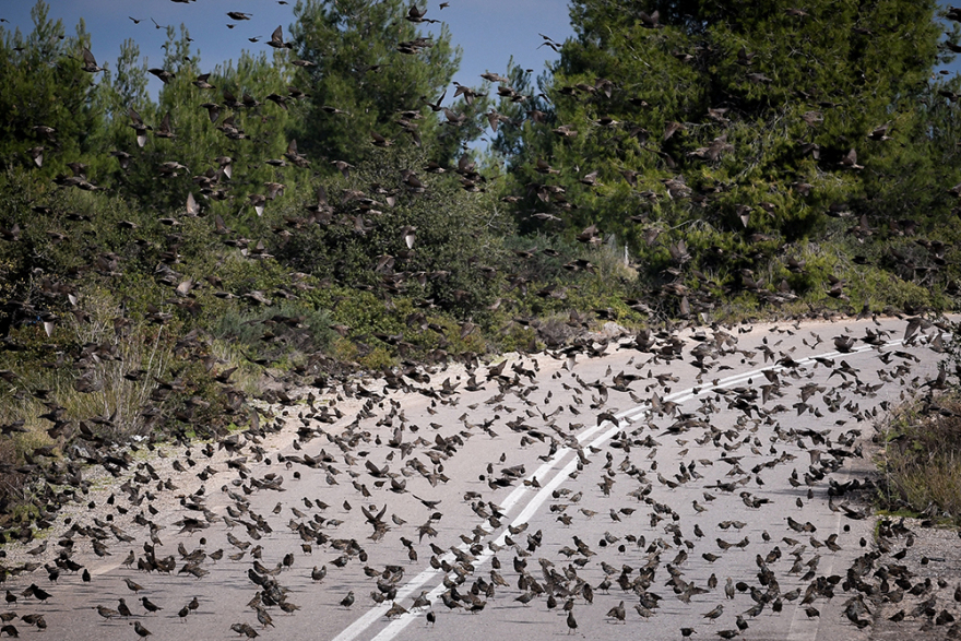 «Τα πουλιά»: Σκηνικό.... Χίτσκοκ στην Αταλάντη