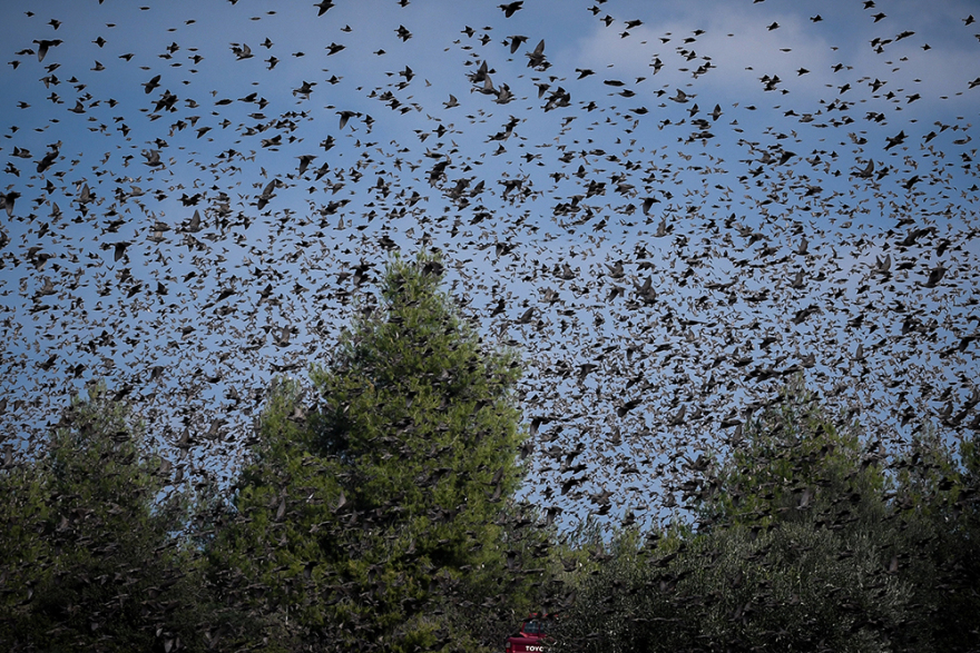 «Τα πουλιά»: Σκηνικό.... Χίτσκοκ στην Αταλάντη