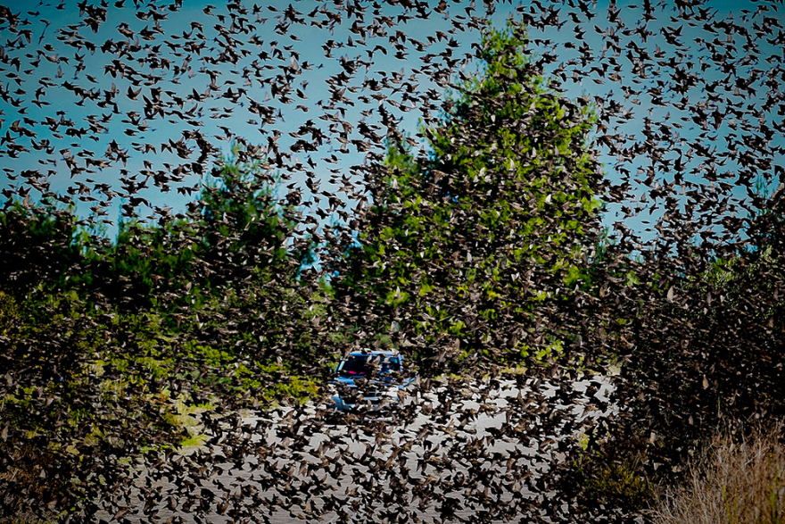 «Τα πουλιά»: Σκηνικό.... Χίτσκοκ στην Αταλάντη
