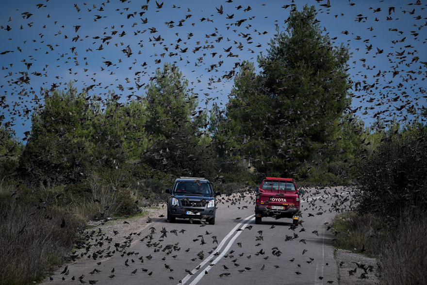 «Τα πουλιά»: Σκηνικό.... Χίτσκοκ στην Αταλάντη