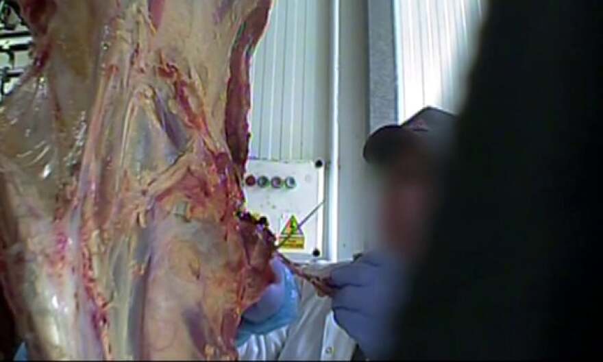 Σοκαριστικές εικόνες από κρυφή κάμερα στην Πολωνία: Σφάζουν άρρωστες αγελάδες και πουλάνε το κρέας τους