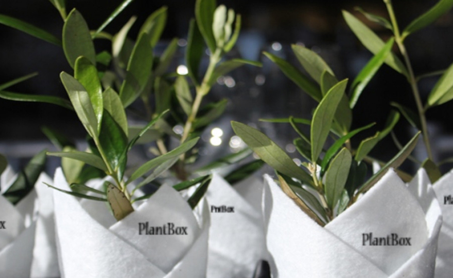 Μια μικρή ελιά για σουβενίρ