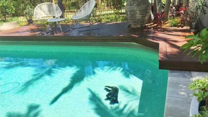 Φωτογραφία σοκ από την Αυστραλία: Κοάλα πνίγηκε σε πισίνα για να γλιτώσει από τον καύσωνα