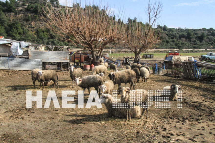 Ηλεία: Ξανάγινε... λίμνη η Αγουλινίτσα