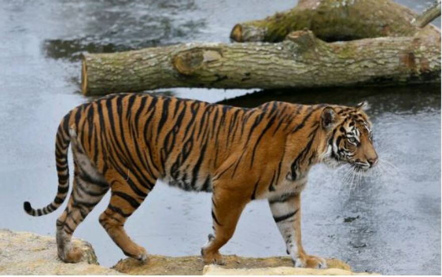 Ζωολογικός Κήπος Λονδίνου: Τίγρης σκότωσε το ταίρι που του έφεραν