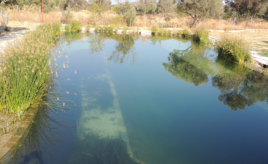 Το κτήμα της τρελής γάτας
