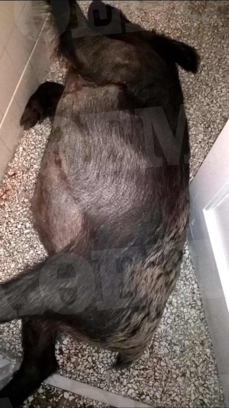 Δολοφονία Σταματιάδη: Οι φωτογραφίες του αγριογούρουνου που οδήγησαν στους φονιάδες 