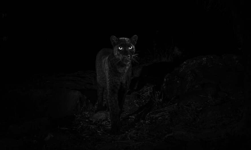 Φωτογράφος απαθανάτισε για πρώτη φορά μετά από 100 χρόνια μαύρη λεοπάρδαλη στην Αφρική