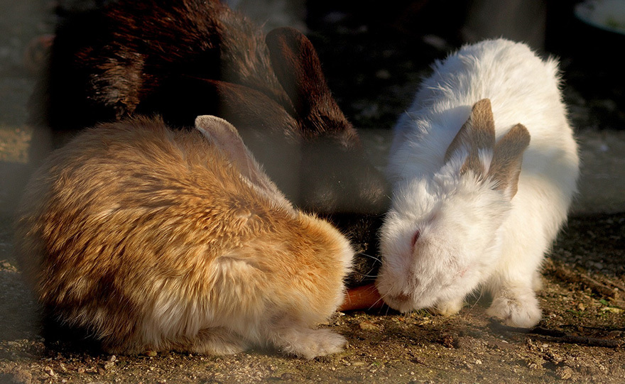 Μια τρελή φάρμα… για όλη την οικογένεια
