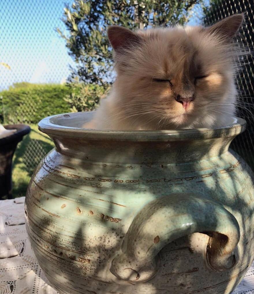 Choupette: Η γάτα του Καρλ Λάγκερφελντ αποχαιρετά τον «μπαμπά» της