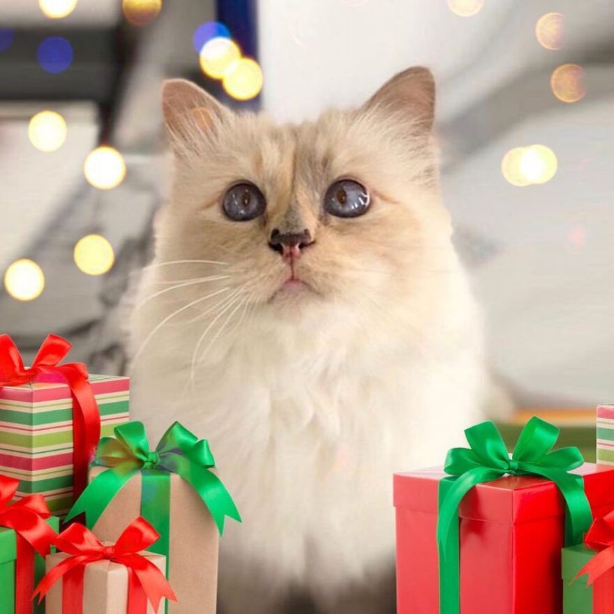 Choupette: Η γάτα του Καρλ Λάγκερφελντ αποχαιρετά τον «μπαμπά» της