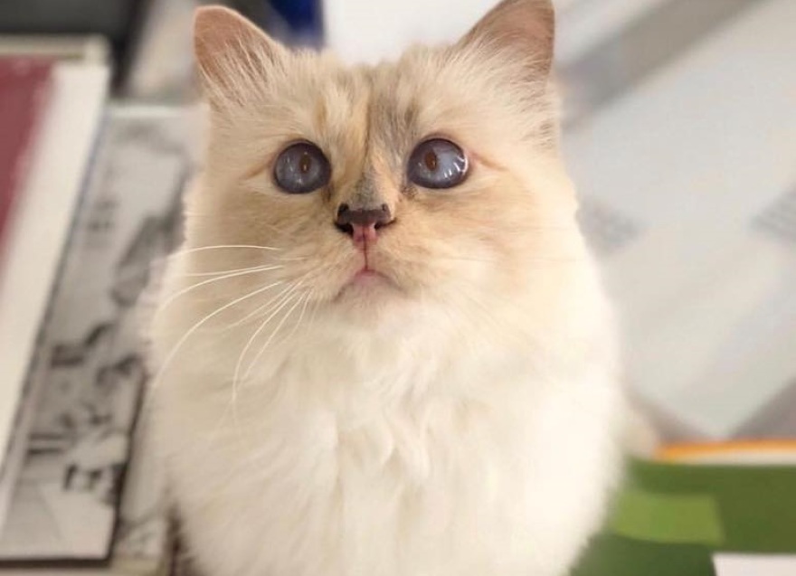 Choupette: Η γάτα του Καρλ Λάγκερφελντ αποχαιρετά τον «μπαμπά» της
