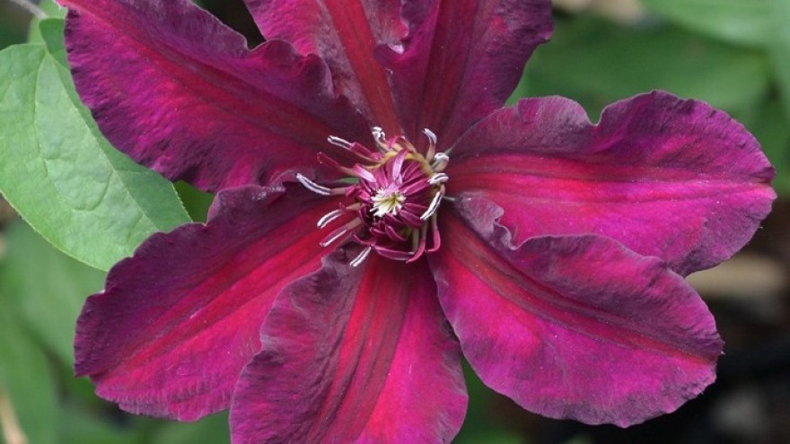 Βασιλικό μωβ λουλούδι ονομάστηκε "Μέγκαν Μαρκλ"