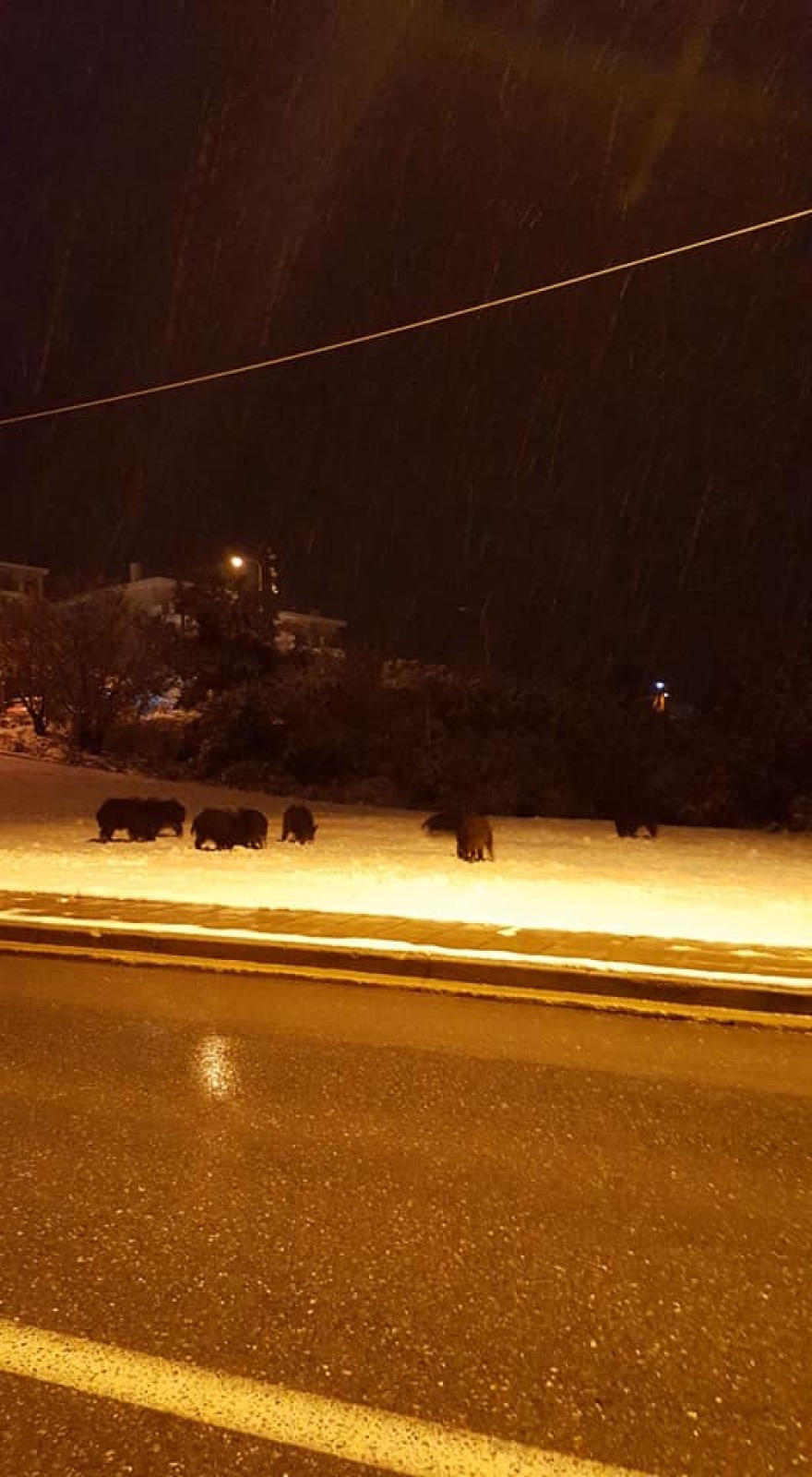 Πανόραμα Θεσσαλονίκης: Κοπάδι με αγριογούρουνα βγήκε νυχτερινή βόλτα!