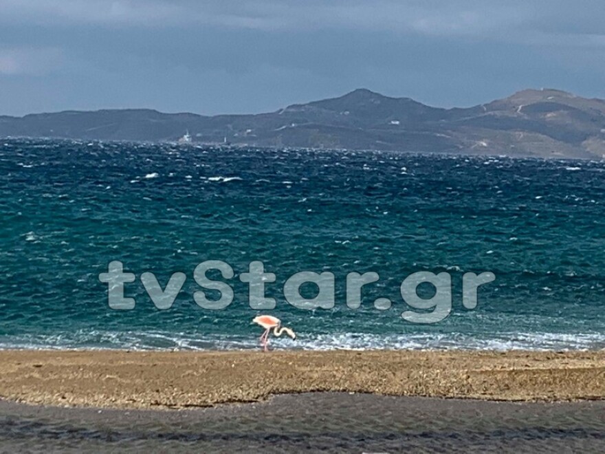 Φωτογραφίες: Φλαμίνγκο στην παραλία της Καρύστου