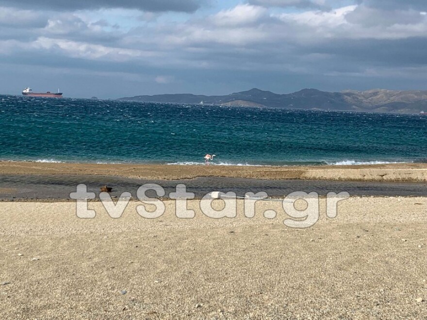 Φωτογραφίες: Φλαμίνγκο στην παραλία της Καρύστου