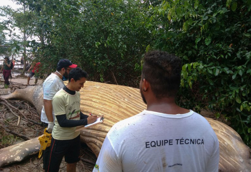 Βραζιλία: Ερευνες DNA για τη νεκρή φάλαινα του Αμαζονίου 