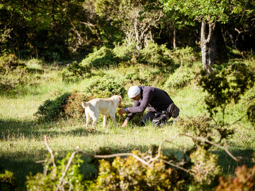 Ξεκινά το κυνήγι τρούφας στα Μετέωρα