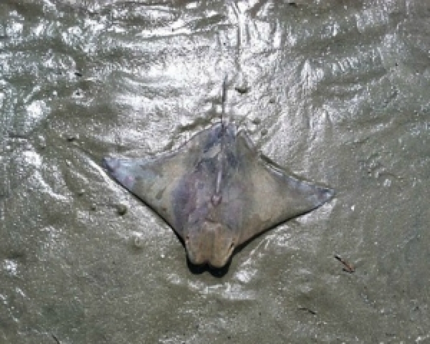 Ιταλία: Άντρας είδε το Χριστό... σε σύννεφο!