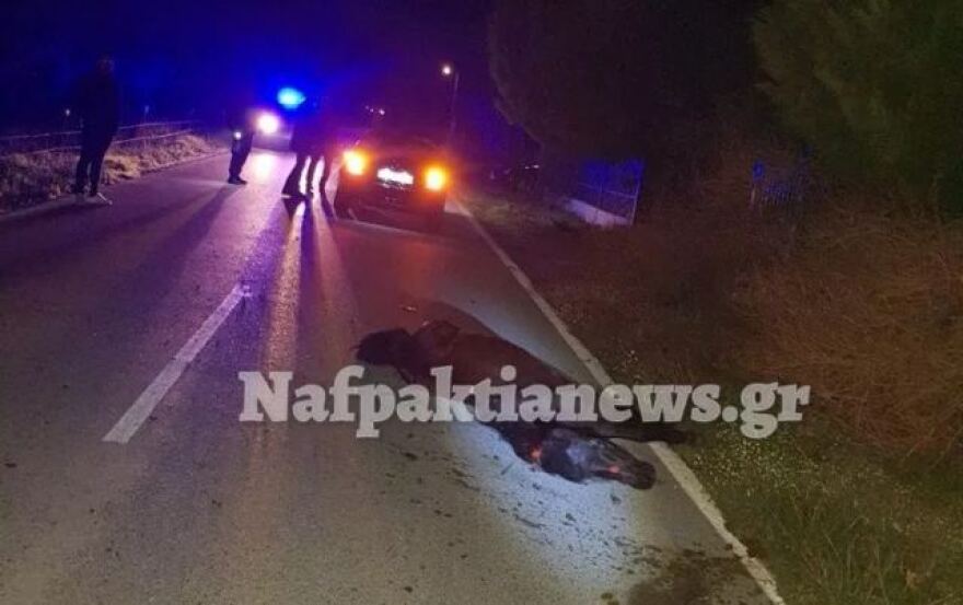 Σφοδρή σύγκρουση αυτοκινήτου με άγριο άλογο στη Ναυπακτία