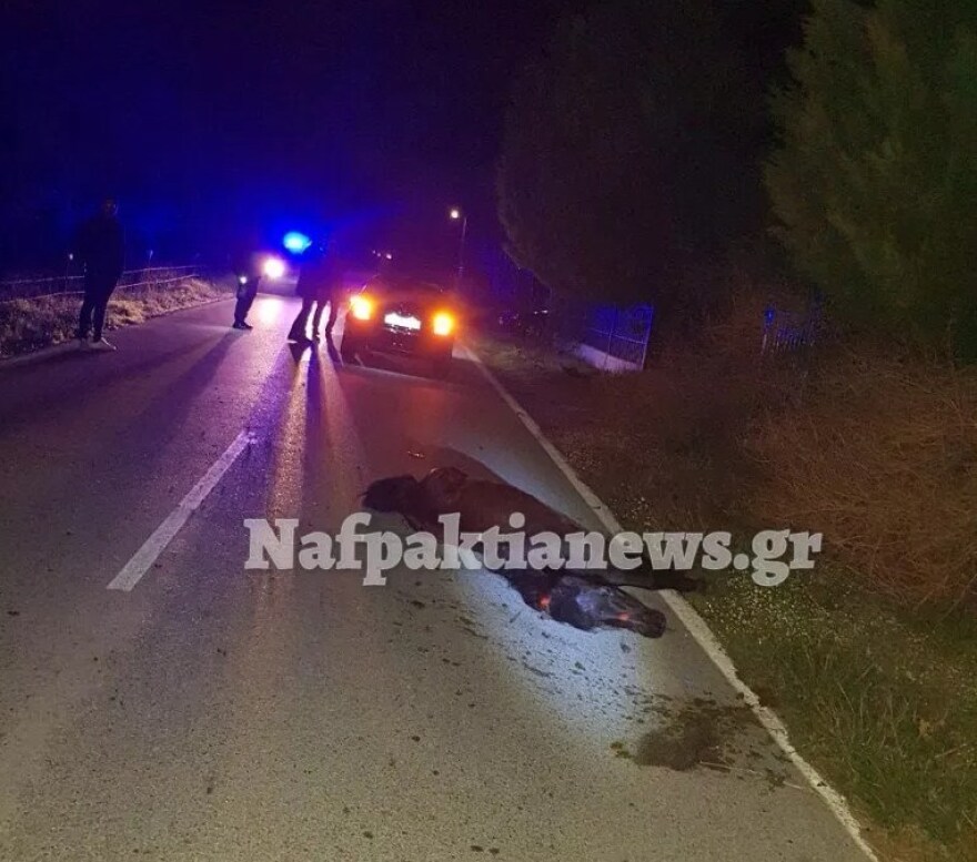 Σφοδρή σύγκρουση αυτοκινήτου με άγριο άλογο στη Ναυπακτία