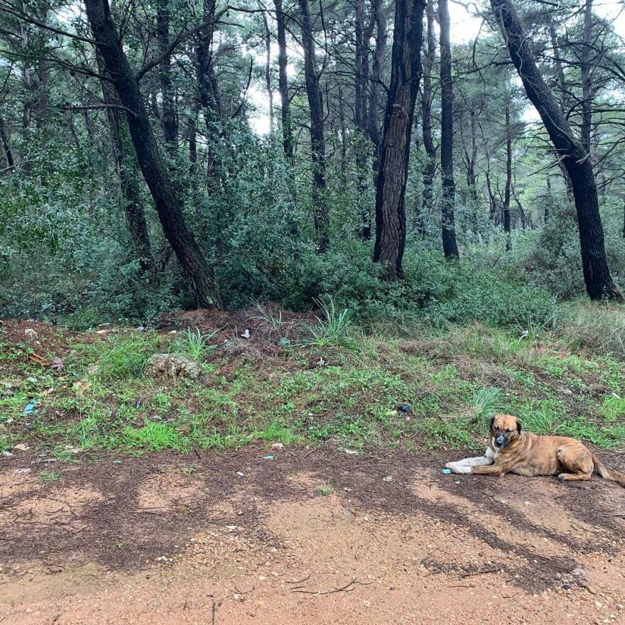 Ο ηθοποιός Κώστας Κρομμύδας καθάρισε το δάσος από τα σκουπίδια 
