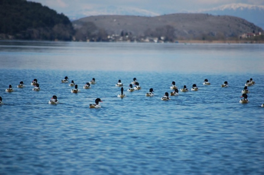 Παμβώτιδα: Εντυπωσιακές εικόνες… χηνόπαπιες «καταλαμβάνουν» την λίμνη