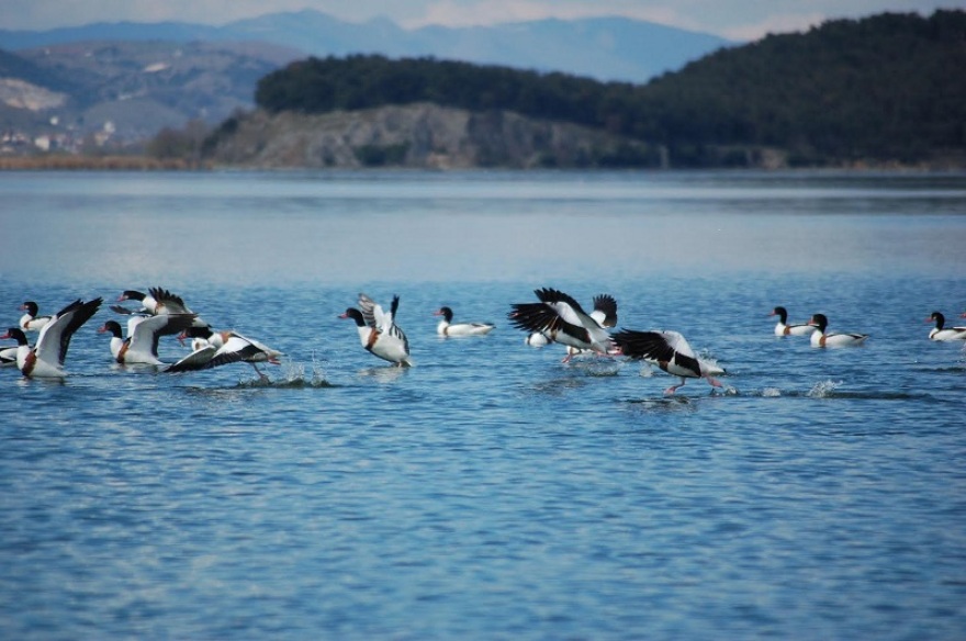 Παμβώτιδα: Εντυπωσιακές εικόνες… χηνόπαπιες «καταλαμβάνουν» την λίμνη