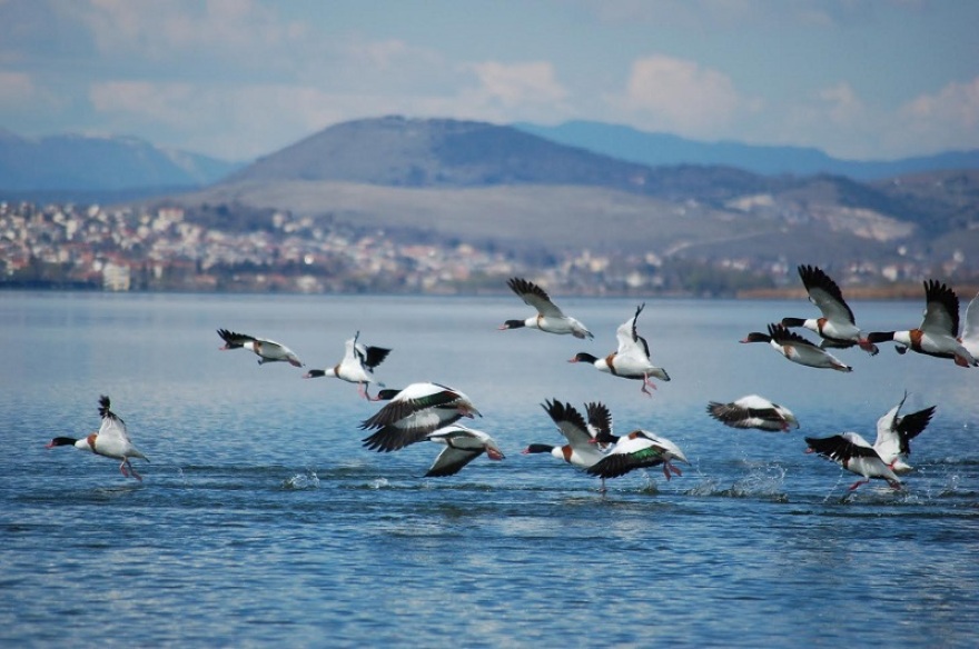 Παμβώτιδα: Εντυπωσιακές εικόνες… χηνόπαπιες «καταλαμβάνουν» την λίμνη