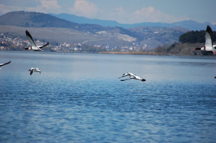 Παμβώτιδα: Εντυπωσιακές εικόνες… χηνόπαπιες «καταλαμβάνουν» την λίμνη