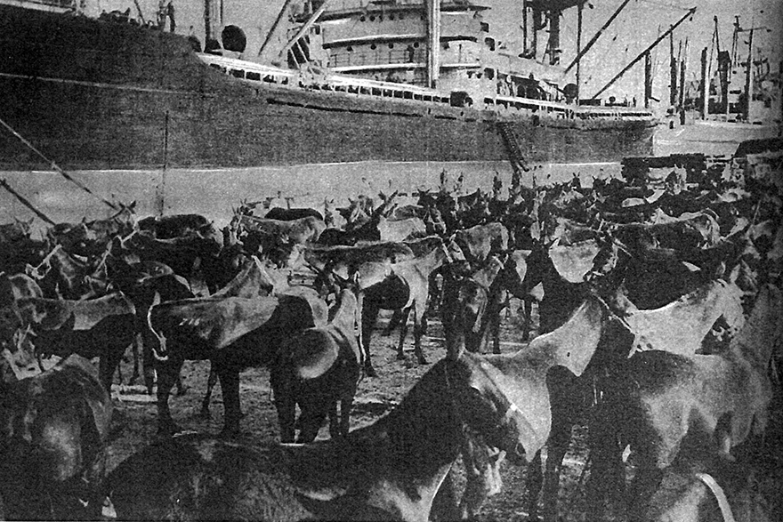 Τα μουλάρια του Μάρσαλ