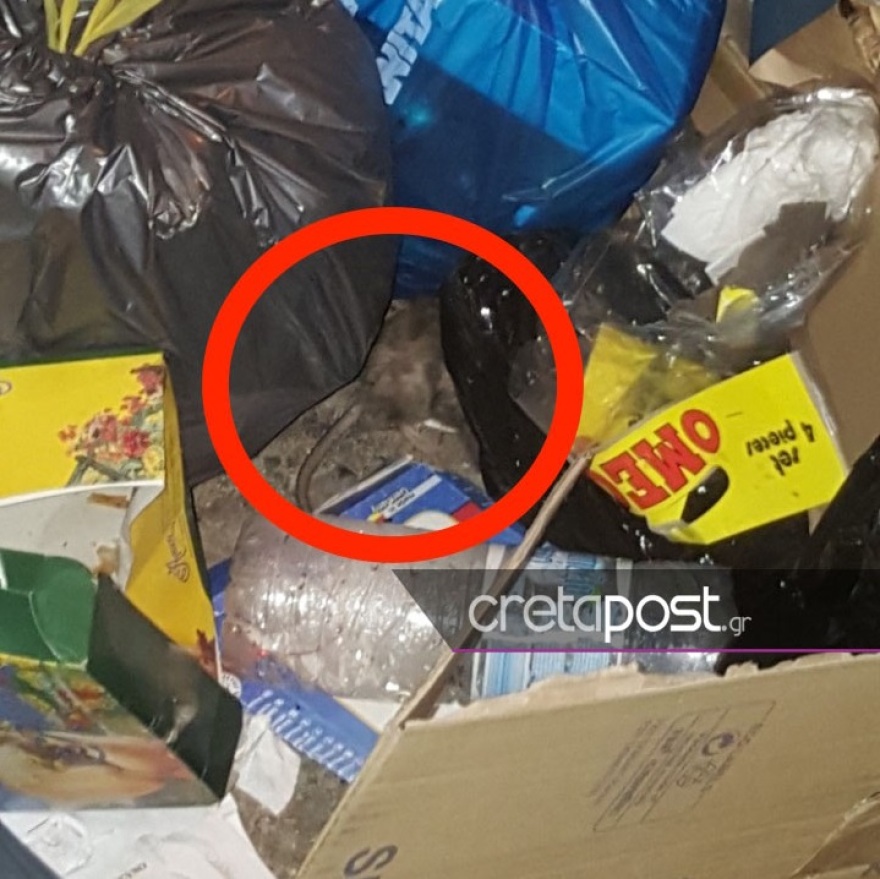 Τα ποντίκια κάνουν… πάρτι στους σωρούς των σκουπιδιών στο Ηράκλειο