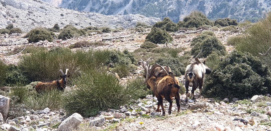 Φωτογραφίες: Οι άγνωστοι κρητικοί αίγαγροι της Πάρνηθας