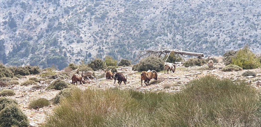 Φωτογραφίες: Οι άγνωστοι κρητικοί αίγαγροι της Πάρνηθας
