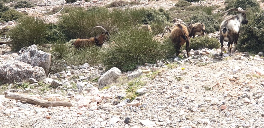 Φωτογραφίες: Οι άγνωστοι κρητικοί αίγαγροι της Πάρνηθας