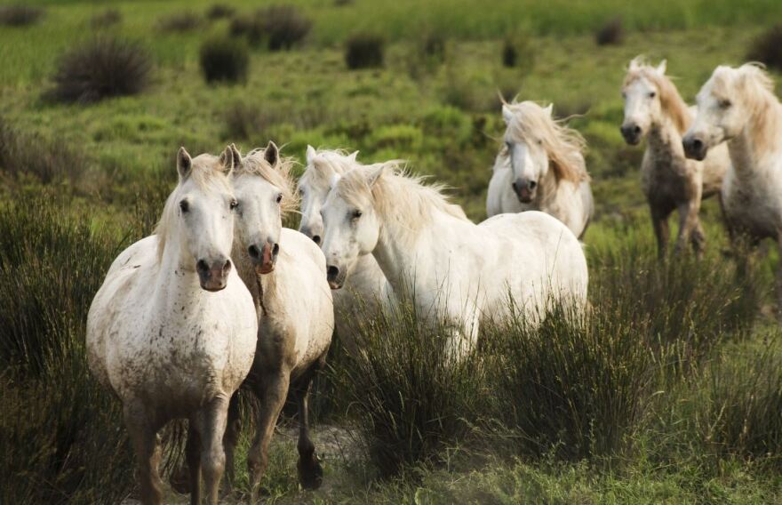 Προβηγκία: Ένα «μωσαϊκό» από χρώματα, αρώματα και γεύσεις που κρύβει... εκπλήξεις για το 2020!
