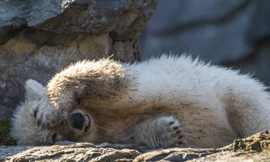 Φωτογραφίες: Χέρτα, η νεογέννητη πολική αρκουδίτσα του Βερολίνου